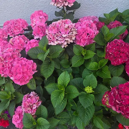Ababeel Hotel-3